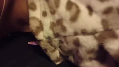 Rabbit Snake online show from 10-28-25, 03:10