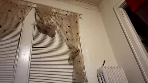 Snapshot of realdrewreynolds chatting on 12-11-24, 05:53 tranzGODess online show from 12-11-24, 05:53