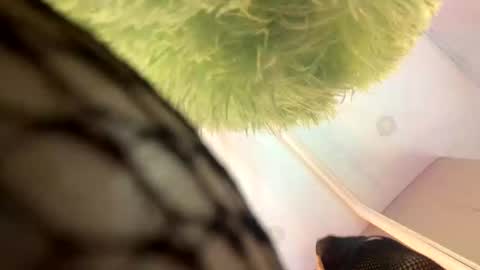   online show from 11-13-25, 11:42