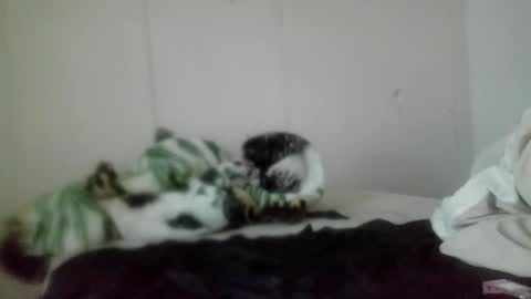 Roxy and Brock online show from 11-05-25, 07:36