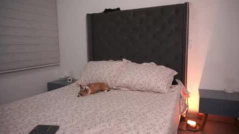 salomedyla online show from 03-19-26, 11:53