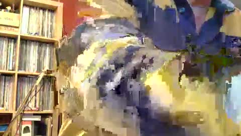 Sam online show from 11-08-25, 11:58