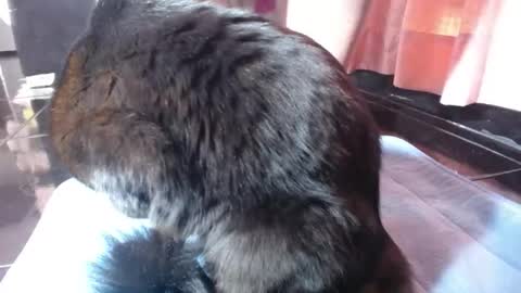 sasha start online show from 03-01-26, 02:52