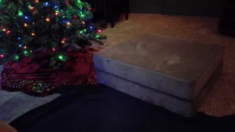 Snapshot of scout_has_fun chatting on 12-10-24, 04:56 Scout has fun online show from 12-10-24, 04:56