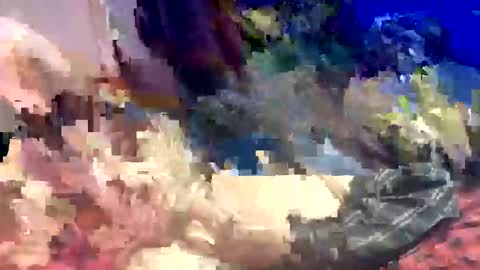 Shamroc online show from 03-22-26, 12:58