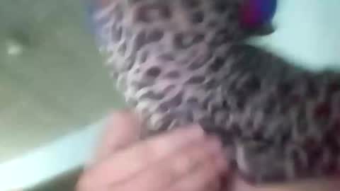 Snapshot of sissycrossdrese chatting on 01-25-25, 02:14 sissycrossdrese online show from 01-25-25, 02:14