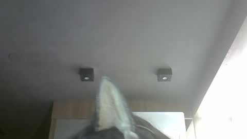 Snapshot of skinnykittencam chatting on 03-22-26, 02:42 skinnykittencam online show from 03-22-26, 02:42