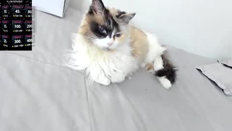 sophiebaker__ online show from 02-03-26, 02:10