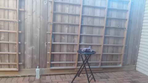 srtxshow online show from 12-19-24, 10:21