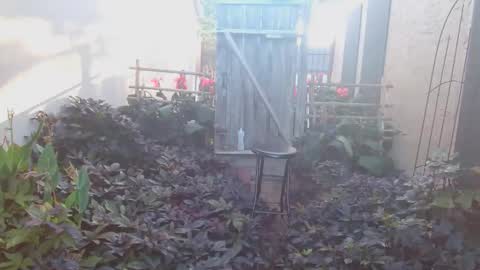 srtxshow online show from 10-18-25, 01:23