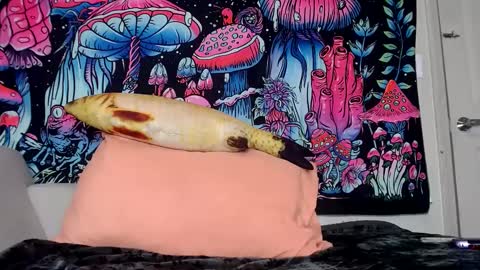 Star Vega online show from 01-30-25, 04:02