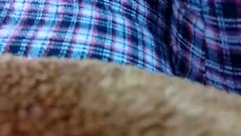 taniya_roy4628 online show from 02-12-26, 02:50