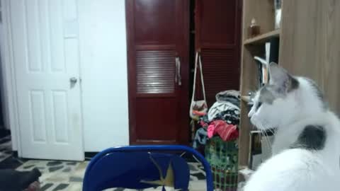 Angeline  Follow  online show from 06-11-26, 01:05