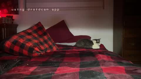 Thatcarrguyy online show from 12-03-24, 12:38