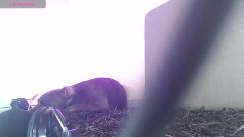   Thomas    online show from 04-01-26, 07:22