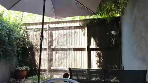 Topsy online show from 02-14-26, 10:12