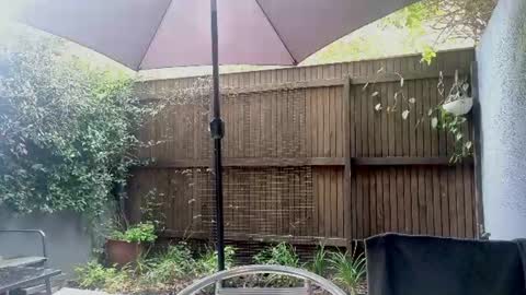 Snapshot of topsywilde chatting on 06-11-26, 08:34 Topsy online show from 06-11-26, 08:34