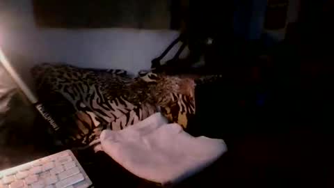 Snapshot of toxicidad_sex chatting on 05-19-26, 07:37 toxicidad_sex online show from 05-19-26, 07:37