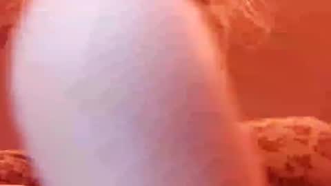 Snapshot of tretrix5588 chatting on 12-31-24, 05:00 tretrix5588 online show from 12-31-24, 05:00