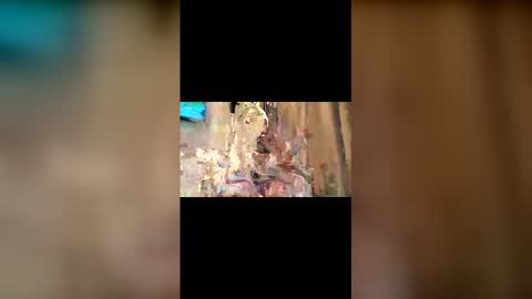 Trishia00 online show from 12-04-25, 11:19