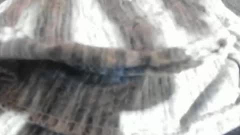 Virgowithabig online show from 03-23-26, 11:25