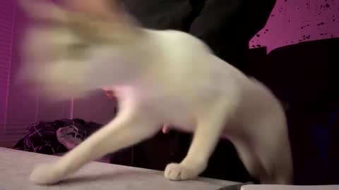 whatsinmystucco online show from 01-06-26, 01:04