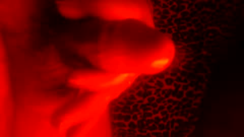 whor4mor online show from 01-07-25, 01:03