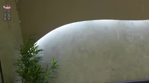 Snapshot of willow_hendrix chatting on 03-21-26, 11:48 Ms Willow online show from 03-21-26, 11:48