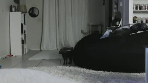 Snapshot of wrenleigh chatting on 01-05-25, 05:20 Crystal Lake online show from 01-05-25, 05:20