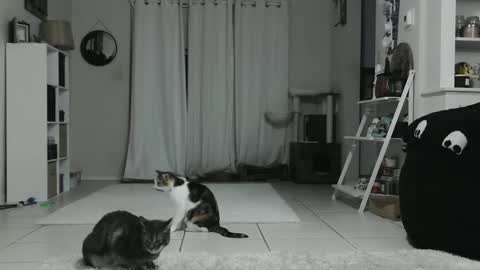 Snapshot of wrenleigh chatting on 01-12-25, 04:42 Crystal Lake online show from 01-12-25, 04:42