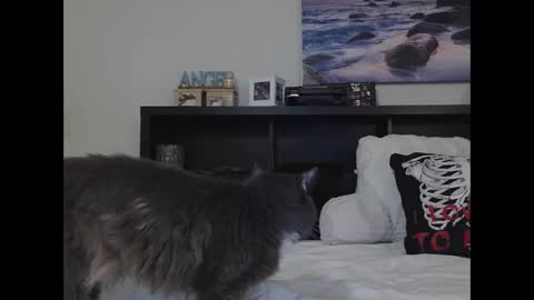 Snapshot of wrenleigh chatting on 09-25-25, 10:19 Crystal Lake online show from 09-25-25, 10:19