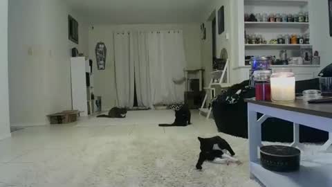 Snapshot of wrenleigh chatting on 10-19-25, 07:42 Crystal Lake online show from 10-19-25, 07:42