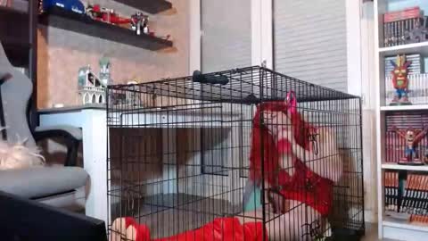 Owned by Hell On Heels online show from 02-20-26, 07:47