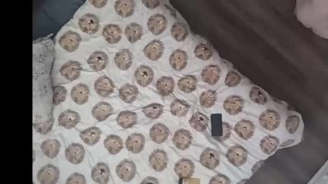 Dan online show from 03-15-26, 03:07