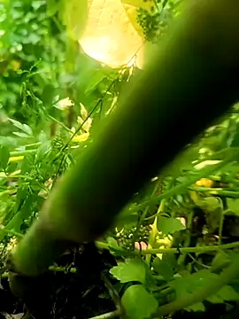 imrandidar22 online show from 03-20-25, 06:19