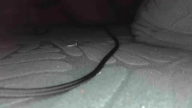 Snapshot of sclax38 chatting on 01-01-25, 12:00 sclax38 online show from 01-01-25, 12:00