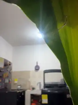 Snapshot of emily_rosse04 chatting on 03-04-26, 11:16 emily rosse04 online show from 03-04-26, 11:16