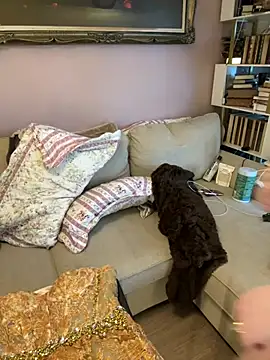 GingerSnap33 online show from 01-18-26, 06:34