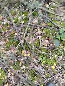 Snapshot of prcalek19 chatting on 10-14-25, 09:10 prcalek19 online show from 10-14-25, 09:10