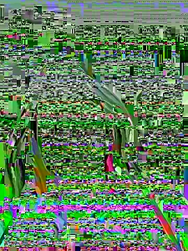 Vikki toriya online show from 03-01-26, 05:15