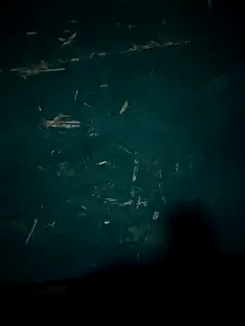 Rikipollav online show from 12-14-25, 03:45