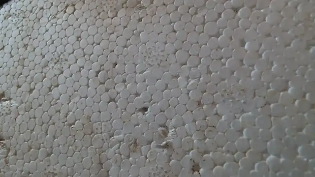 Snapshot of titi_fiesta chatting on 02-24-26, 08:01 titi fiesta online show from 02-24-26, 08:01