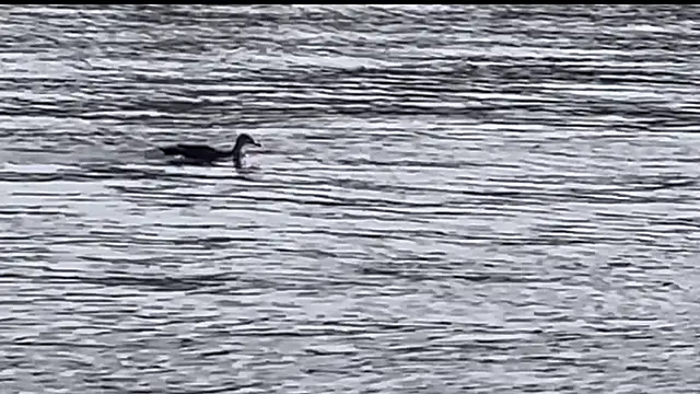 Snapshot of tokimori chatting on 02-28-25, 06:54 tokimori online show from 02-28-25, 06:54