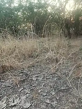 lovesuna online show from 12-20-25, 02:07