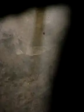 Yasha 14C Creator online show from 10-31-25, 04:57