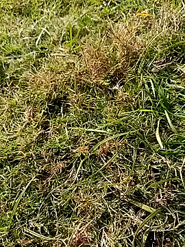 RockyNonStop online show from 01-18-25, 08:10