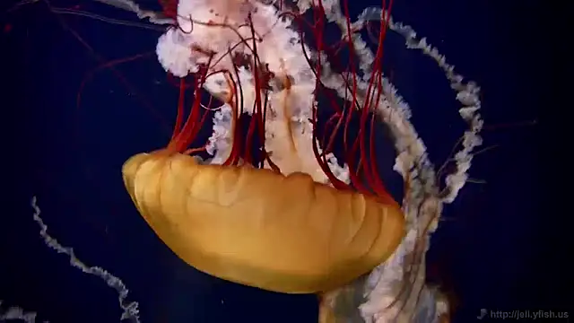 streamy test11 online show from 12-13-24, 08:09