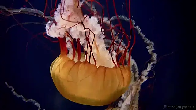 streamy test11 online show from 01-27-25, 09:23