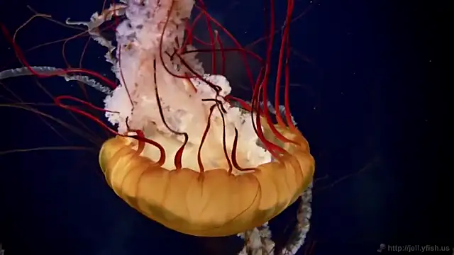 streamy test11 online show from 02-28-25, 08:09