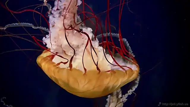 streamy test11 online show from 09-15-25, 11:21